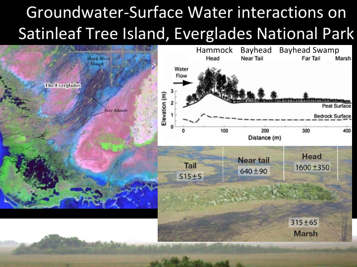 groundwater surface water interactions on satinleaf tree