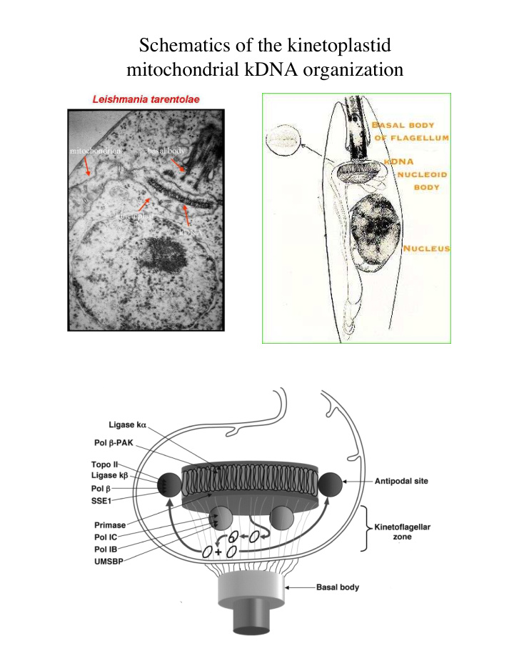 schematics of the kinetoplastid mitochondrial kdna