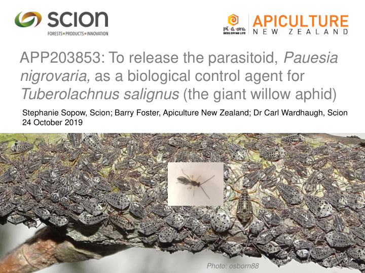 app203853 to release the parasitoid pauesia nigrovaria as