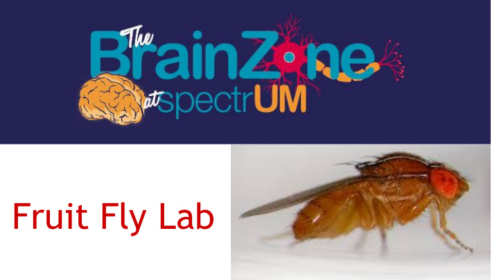 fruit fly lab female male flies live 30 90 days 4 6 days