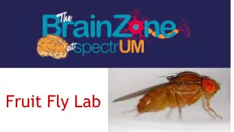 Fruit Fly Lab  Female                              Male  flies live 30-90 days  4-6 days  4-6days