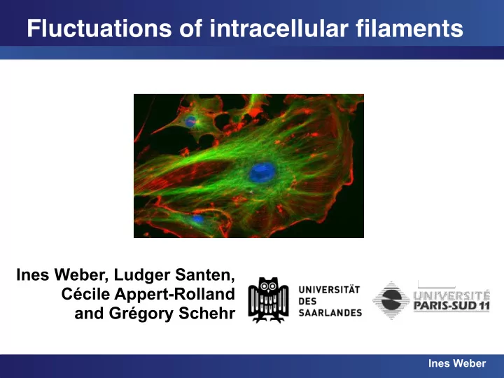 fluctuations of intracellular filaments