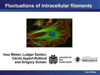 Fluctuations of intracellular filaments  Ines Weber, Ludger Santen,  Ccile Appert-Rolland  and