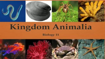 Typical Animal Characteristics  Eukaryotic  Multicellular  Heterotrophic  No cell walls