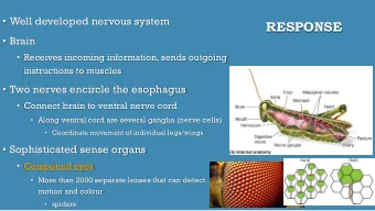 RESPONSE  Brain  Receives incoming information, sends outgoing  instructions to muscles