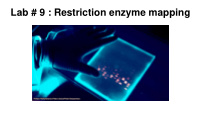 lab 9 restriction enzyme mapping restriction enzymes