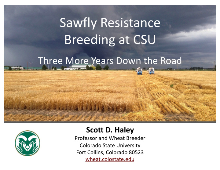 sawfly resistance breeding at csu