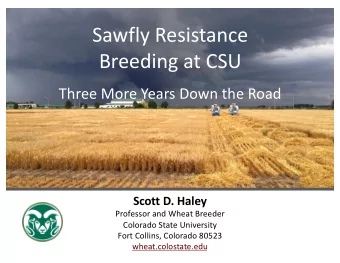 Sawfly Resistance  Breeding at CSU  Three More Years Down the Road  Scott D. Haley  Professor and
