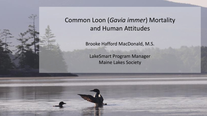 common loon gavia immer mortality
