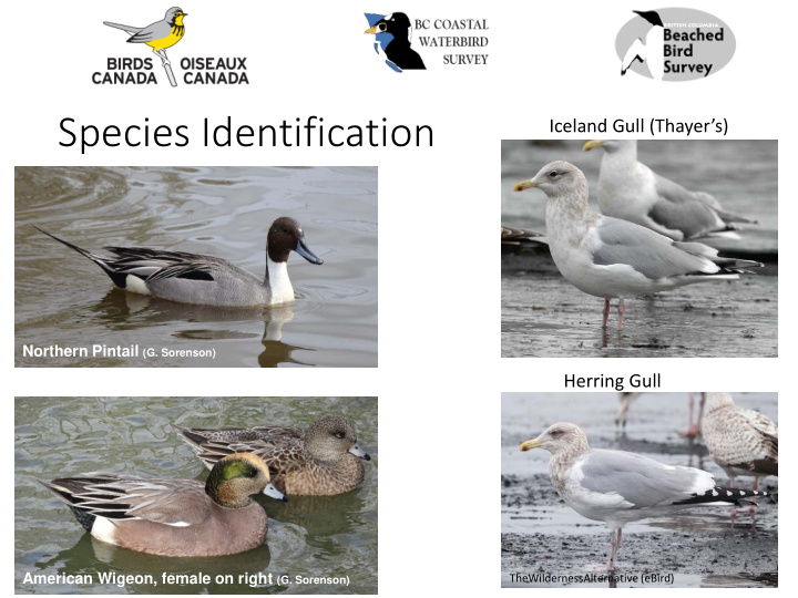 species identification