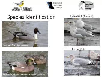 Species Identification  Iceland Gull (Thayers) Northern Pintail (G. Sorenson)  Herring Gull