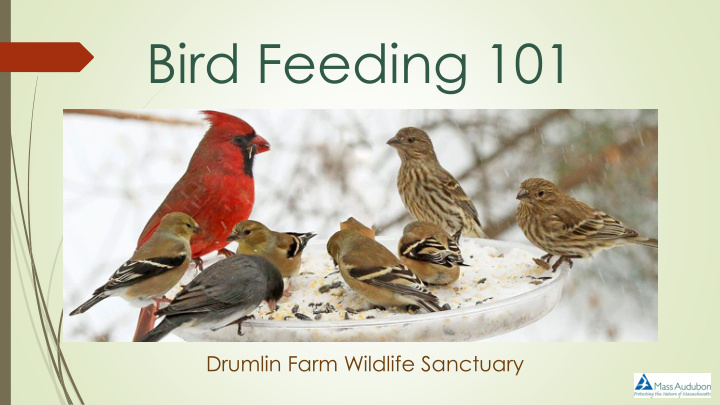 bird feeding 101