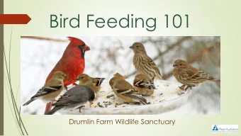 Bird Feeding 101  Drumlin Farm Wildlife Sanctuary  Backyard Bird Feeding  Why feed birds?