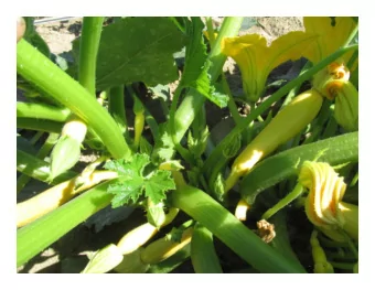 The Finances of  Vegetable Fertility  WHERE TO FOCUS Y OUR  FERTI L I ZER DOL L A RS ON  NEW L A ND