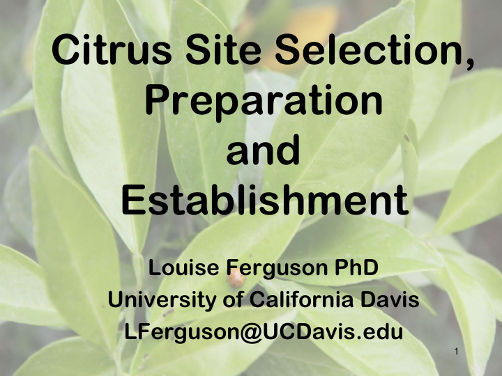 citrus site selection preparation and establishment