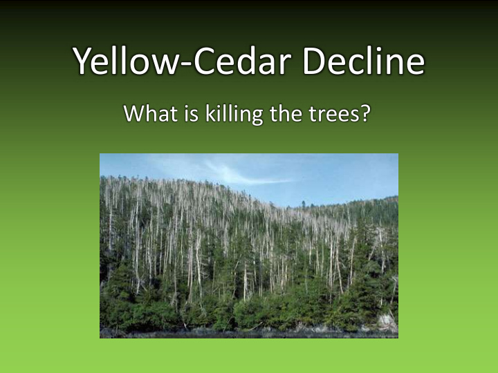 yellow cedar decline