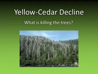 Yellow-Cedar Decline  What is killing the trees?  Yellow-Cedar Researchers   Tara Barrett