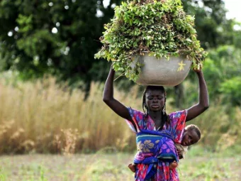 Sustainable research partnerships for global food security  Since 1967 / Science to cultivate