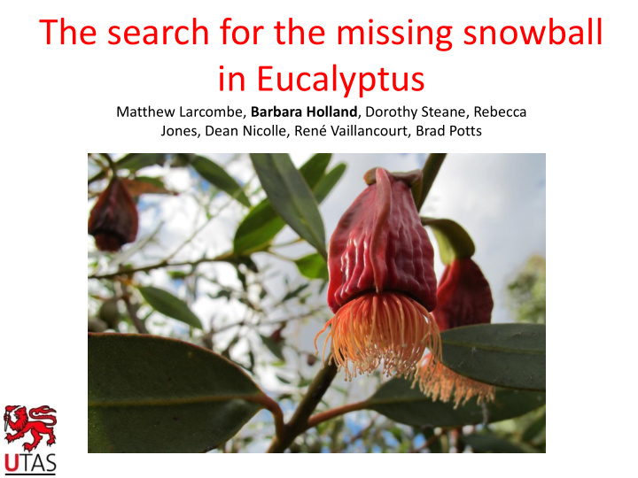 the search for the missing snowball in eucalyptus