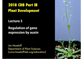 OVERVIEW:  Regulation of gene expression by auxin  1.  Intracellular binding of auxin  2. Targeted