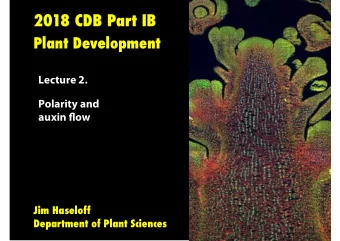 Mutations that a fg ect auxin tra ffj c or perception  give rise to plants with altered body plans