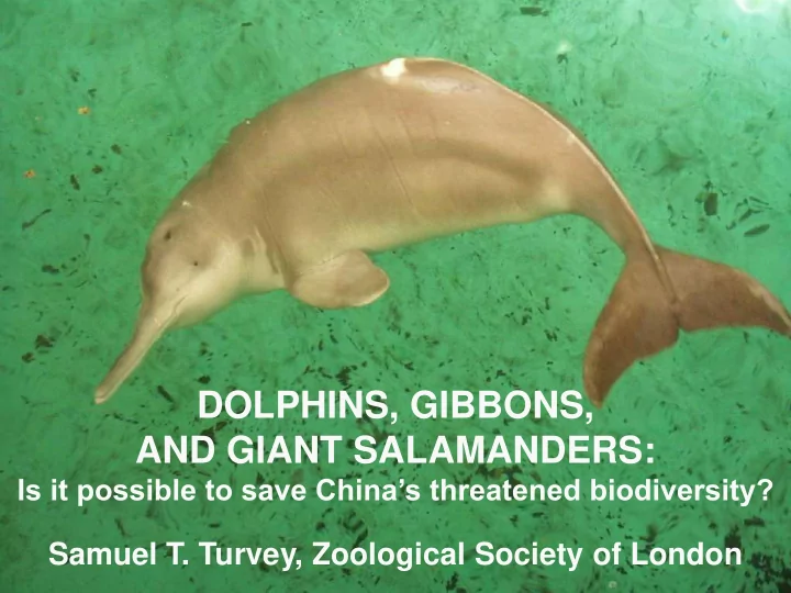 dolphins gibbons