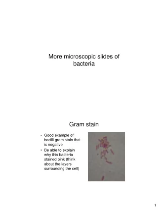 More microscopic slides of  bacteria  Gram stain   Good example of  bacilli gram stain that  is