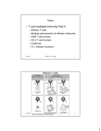 T cell mediated immunity Part II   Effector T cells   Binding and secretion of effector