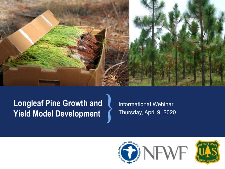 longleaf pine growth and