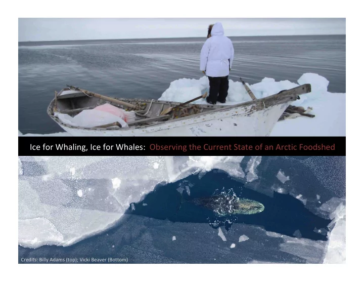 ice for whaling ice for whales observing the current