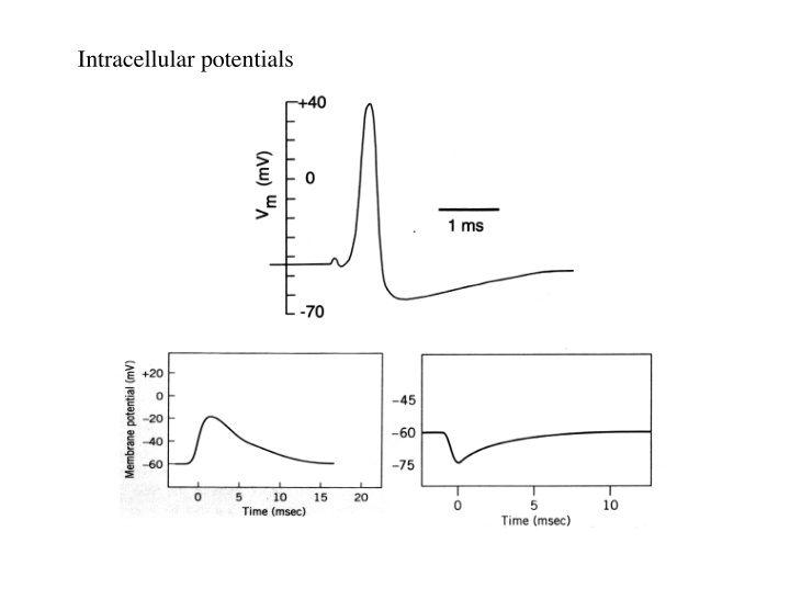 intracellular potentials extracellular intracellular