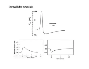 Intracellular potentials  Extracellular  Intracellular  Intracellular microelectrotrode