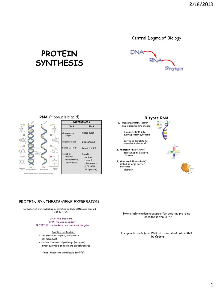 protein synthesis