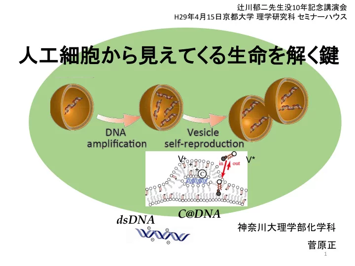 v v c dna dsdna
