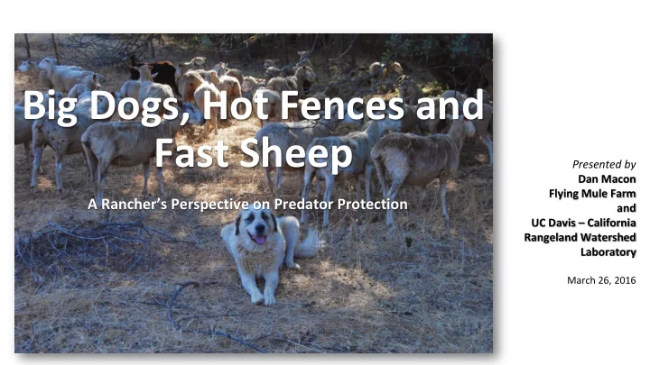 big dogs hot fences and fast sheep