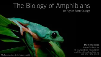 The Biology of Amphibians  @ Agnes Scott College  Mark Mandica  Executive Director  The Amphibian