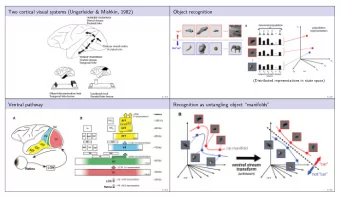 Two cortical visual systems (Ungerleider &amp; Mishkin, 1982)  Object recognition  (Distributed