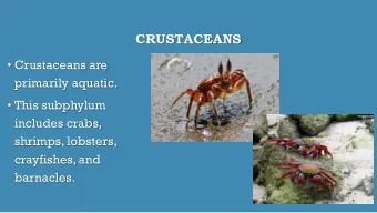 CRUSTACEANS  Crustaceans are  primarily aquatic.  This subphylum  includes crabs,  shrimps,