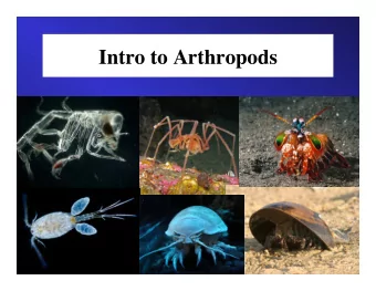 Intro to Arthropods  Defining Characteristics  Complete loss of motile cilia in adult and larval