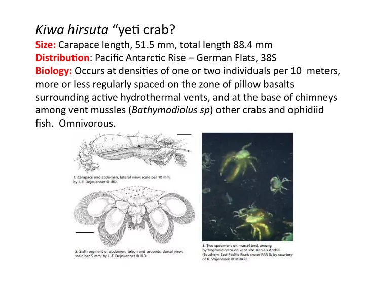 kiwa hirsuta ye crab
