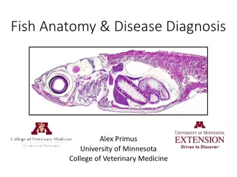 Fish Anatomy &amp; Disease Diagnosis  Alex Primus  University of Minnesota  College of Veterinary
