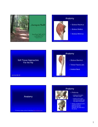 Anatomy  Journey to  Journ  y to Healt  Health   Gluteus Maximus   Gluteus Medius