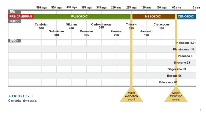 paleozoic era 570 225 mya first vertebrates emerged first