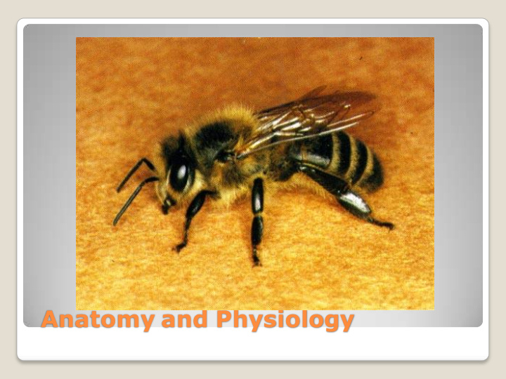 anatomy and physiology honey bees 3 segments exoskeleton