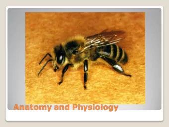 Anatomy and Physiology  Honey bees 3 segments  Exoskeleton  Bees have a hard  outer covering call