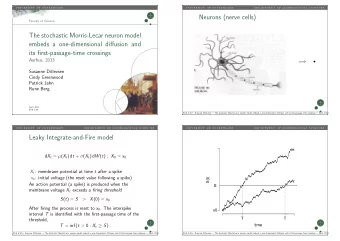 Neurons (nerve cells)  Faculty of Science  The stochastic Morris-Lecar neuron model  embeds a