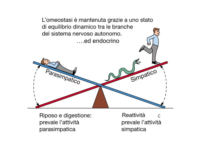 ed endocrino reattivit sna s