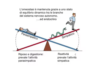 .ed endocrino Reattivit SNA-S  Neur- Prevertebrali Adrenalina  ciliare  SNA-P  III
