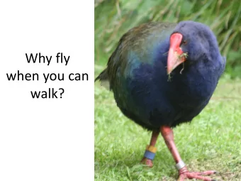 when you can  walk?  Flightlessness occurs often  Takahe and Pukeko  Porphyrio  Pukeko distribution