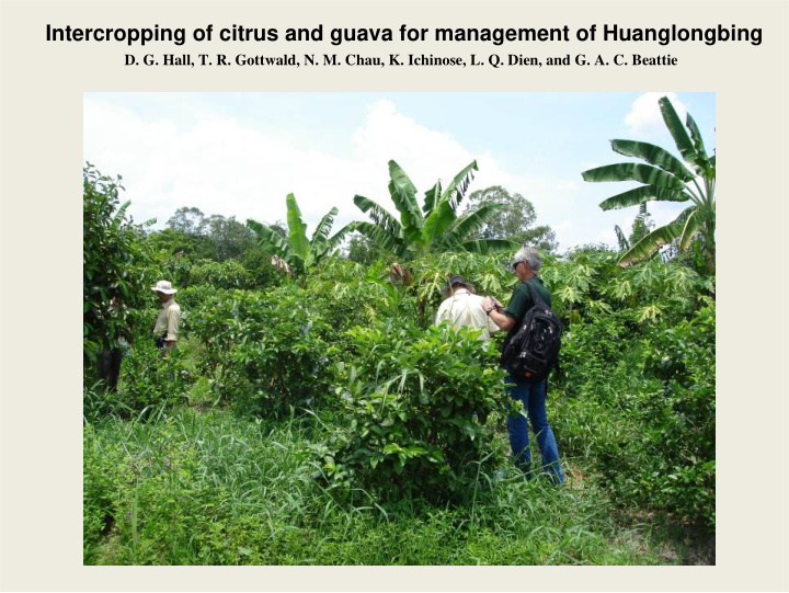 intercropping of citrus and guava for management of